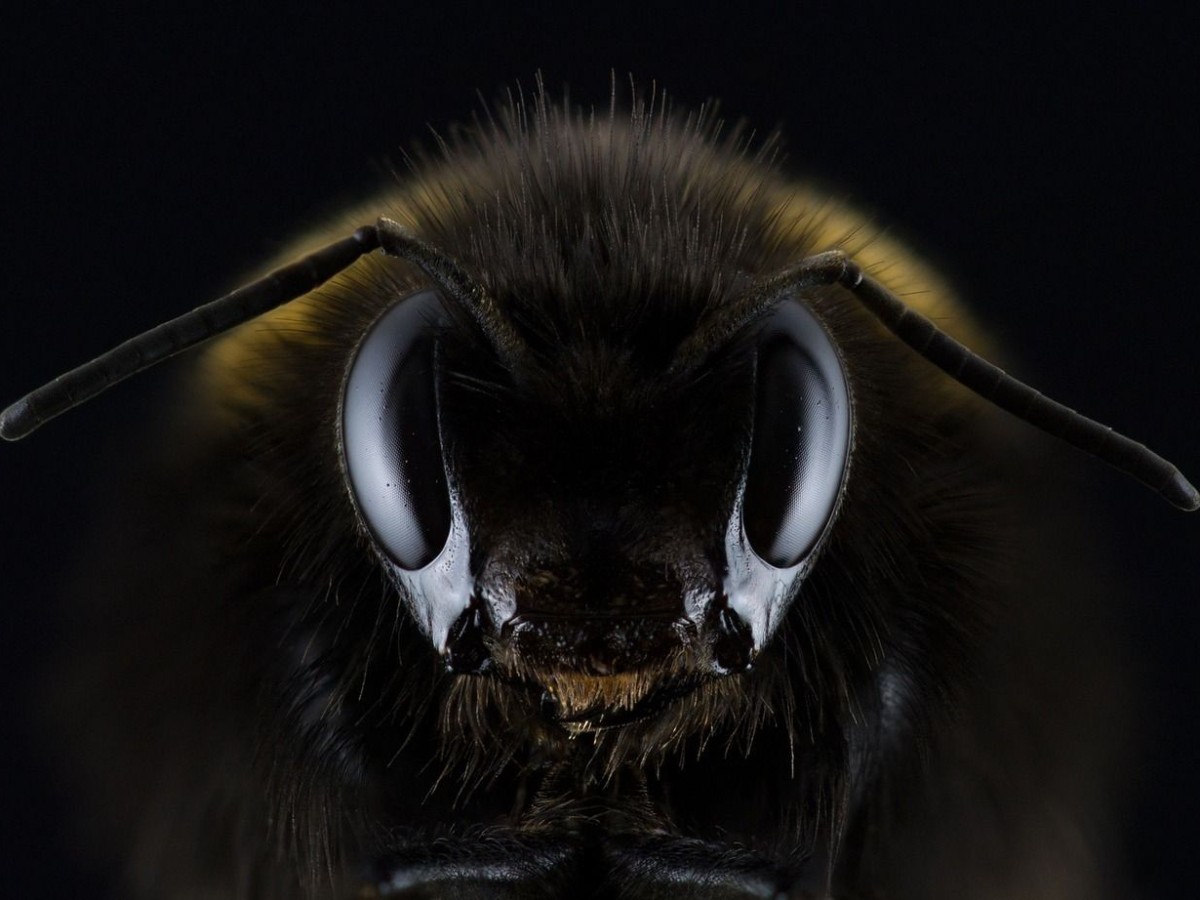 Les Enquêtes du Sup – Ecologie: Le déclin des pollinisateurs sauvages ?